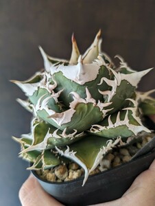 【AGAVE TITANOTA オランダの至宝　IVORY W.A.】貴重な初期株　アガベ　チタノタ　子株　