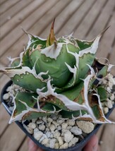 【AGAVE TITANOTA ノーネームブツブツ】アガベ　チタノタ　子株_画像2