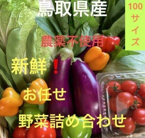 鳥取県産 野菜詰め合わせ 産地直送 100サイズ