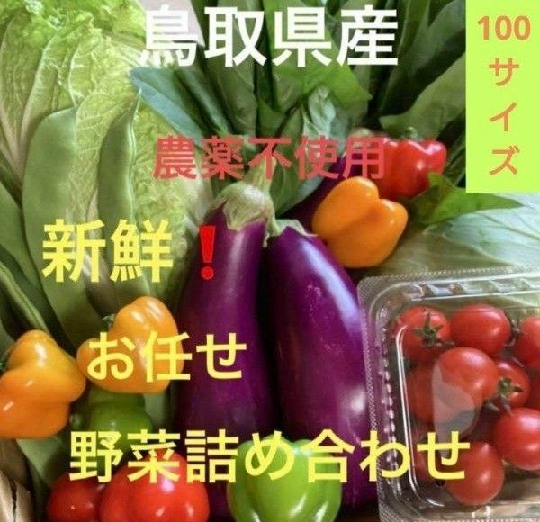 鳥取県産 野菜詰め合わせ 産地直送 100サイズ