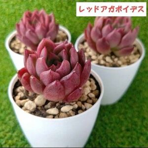 レッドアガボイデス・韓国苗・多肉植物