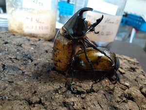 [kabutomini] マヤシロカブト 初~2令幼虫 10匹セット
