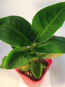 [5 month from sequential shipping expectation ] reservation acceptance dowa-f Monkey banana seedling baby also .. is possible about .. low banana 