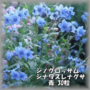 シノグロッサム/シナワスレナグサ 青 30粒 花の種 2023年採種 202362