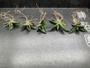 【輝泊園】【期間限定-5株セット】多肉植物アガベチタノタ　南アフリカダイヤモンド子株　狂刺　極上刺　【本物保証】　SET ①