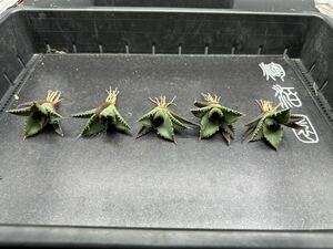 【輝泊園】【期間限定-5株セット】多肉植物　アガベ チタノタ　阿修羅　極上刺　強棘 特選 ④