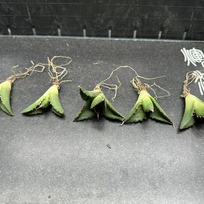 【輝泊園】【5株セット販売】多肉植物 アガベ チタノタ ハデス / Agave titanota Hades 極上刺 セット①の画像1