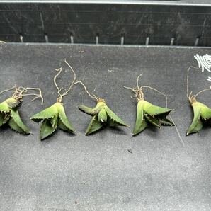 【輝泊園】【5株セット販売】多肉植物 アガベ チタノタ ハデス / Agave titanota Hades 極上刺 セット②の画像1