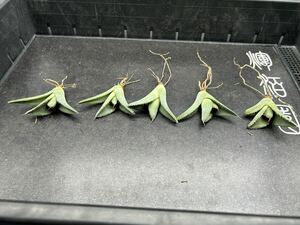 　【輝泊園】【期間限定-セット5株】多肉植物　アガベ　チタノタ　白氷　極上株　純正血株②