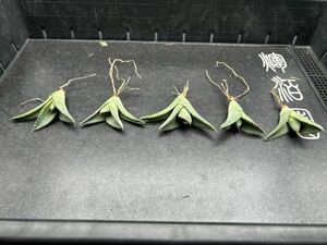 　【輝泊園】【期間限定-セット5株】多肉植物　アガベ　チタノタ　白氷　極上株　純正血株④