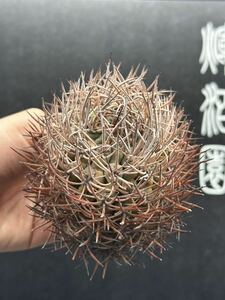 【輝泊園/極上大株】　多肉植物　Eriosyce bulbocalyx 逆豹丸 狂棘　チリ現地株　雪山株　サボテン　ベアルード　貴重　FMAX ②