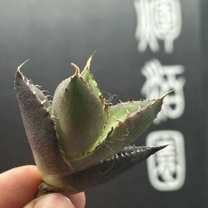 【輝泊園】【5株セット販売】多肉植物 アガベ チタノタ ハデス / Agave titanota Hades 極上刺 セット②の画像4