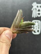 　【輝泊園】【期間限定-セット5株】多肉植物　アガベ　チタノタ　豆豆竜　極上株　貴重株　純正血統株　①_画像5