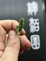 【輝泊園】多肉植物　アガベ チタノタ 白犀牛 特選 MAXAGAVE 珍しい　希少株　③_画像4