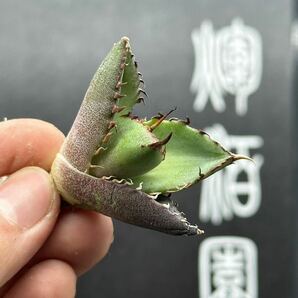 【輝泊園】【5株セット販売】多肉植物 アガベ チタノタ ハデス / Agave titanota Hades 極上刺 セット⑤の画像6