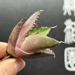 【輝泊園】【5株セット販売】多肉植物 アガベ チタノタ ハデス / Agave titanota Hades 極上刺 セット⑤の画像3