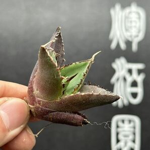 【輝泊園】【5株セット販売】多肉植物 アガベ チタノタ ハデス / Agave titanota Hades 極上刺 セット⑤の画像7