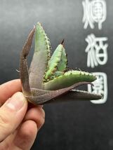 　【輝泊園】【期間限定-セット5株】多肉植物　アガベ　チタノタ　黒犀牛 極上株　貴重株　純正血統株　②_画像4