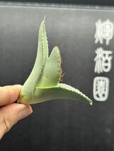 　【輝泊園】【期間限定-セット5株】多肉植物　アガベ　チタノタ　白氷　極上株　純正血株①_画像6