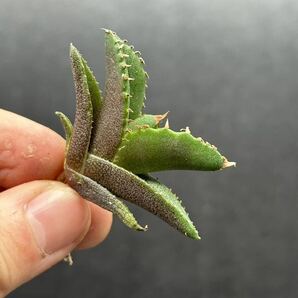 【輝泊園】【期間限定-5株セット】多肉植物 アガベ チタノタ  白火焔 ホワイトファイヤー 特選 極上美株③の画像6