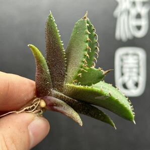 【輝泊園】【期間限定-5株セット】多肉植物 アガベ チタノタ  白火焔 ホワイトファイヤー 特選 極上美株⑤の画像3