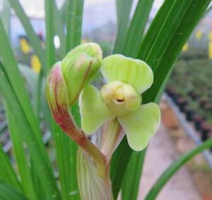 中国春蘭 春剣蘭 【金輪伴月】 成木2本立 花付き　葉長は約36cm【春蘭、寒蘭、長生蘭、万年青、中国蘭、山野草、東洋蘭】