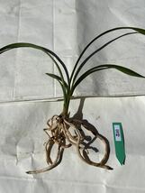 中国春蘭 春剣蘭 【霊峰】 前木1本立 新芽付き　葉長は約41cm【春蘭、寒蘭、長生蘭、万年青、中国蘭、山野草、東洋蘭】_画像2