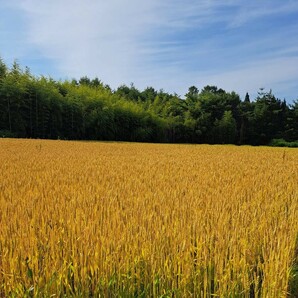 令和5年青森県階上産小麦粉強力粉1kgの画像5