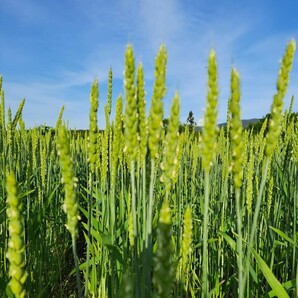 令和5年青森県階上産小麦粉強力粉1kgの画像4