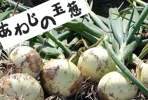 Awajishima New Onion 5 кг ≪ Бесплатная доставка ≫