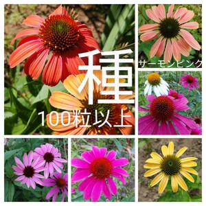 エキナセア　mix色 100粒以上　花の種