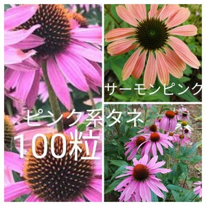 エキナセア　ピンク系　花の種　100粒