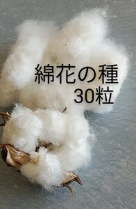 綿花の種　30粒