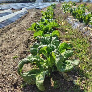 高菜　ゆうパケットプラス　無農薬有機栽培　愛媛県内子町産