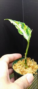 アグラオネマ　ピクタム　ラプラス　箱　Aglaonema pictum”Laplace”UC from sibolga timur　AZ0213-5c　箱　増殖株 №５