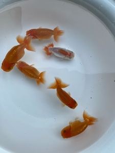 [....] golgfish two years old fish kind *.. for 