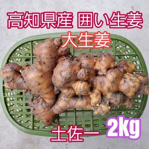 高知県産 土付き囲い生姜2kg