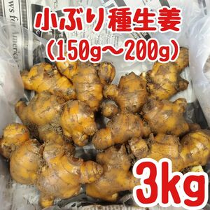 種生姜(150g～200g)3kg