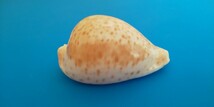 貝殻 シロガネダカラ タカラ貝 サイズ 縦 約73mm 横 約42mm 高さ 約34mm 実物は写真より少し淡い色です。_画像1
