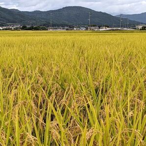 【化学肥料及び農薬不使用（無農薬）】令和5年10月収穫 こだわり緑肥有機栽培 奈良県産ヒノヒカリ玄米10kg 農家直送  無料精米可の画像3