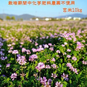 【化学肥料及び農薬不使用（無農薬）】令和5年10月収穫 こだわり緑肥有機栽培 奈良県産ヒノヒカリ玄米10kg 農家直送  無料精米可の画像1