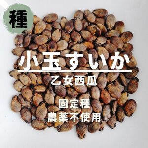 【種】小玉すいか　乙女西瓜　無農薬　15粒