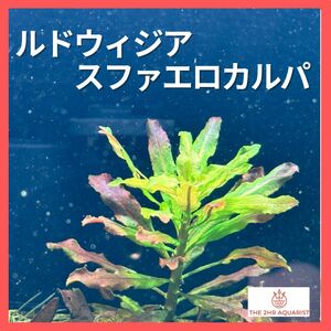 ルドウィジア・スファエロカルパ　1株 画像はサンプル　アクアリウム　水草