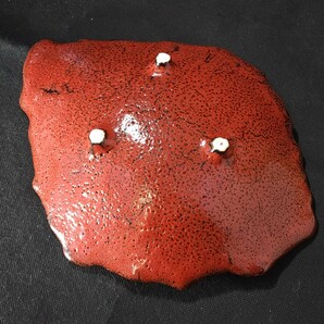 赤釉 三つ足 葉形盛皿 未使用 /変形皿/赤/和食器/陶磁器/の画像9
