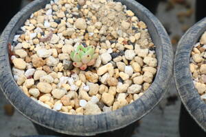 多肉植物　エケベリア・メキシケンシスザラゴーサ