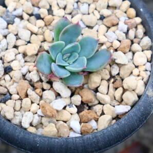 多肉植物 エケベリア・早春の画像1