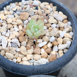 多肉植物 エケベリア・ドライアイスの画像1