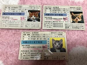 昭和レトロ なめ猫 なめんなよ 免許証 3枚セット　当時物