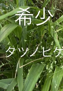 山野草　種　タツノヒゲ（裏葉草）北海道　道南産　１００粒