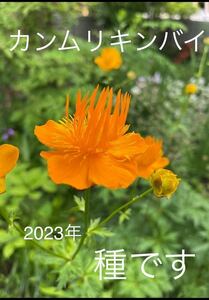 山野草　種　カンムリキンバイ　３０粒　採れたて